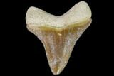 Serrated, Fossil Megalodon Tooth - Florida #110429-1